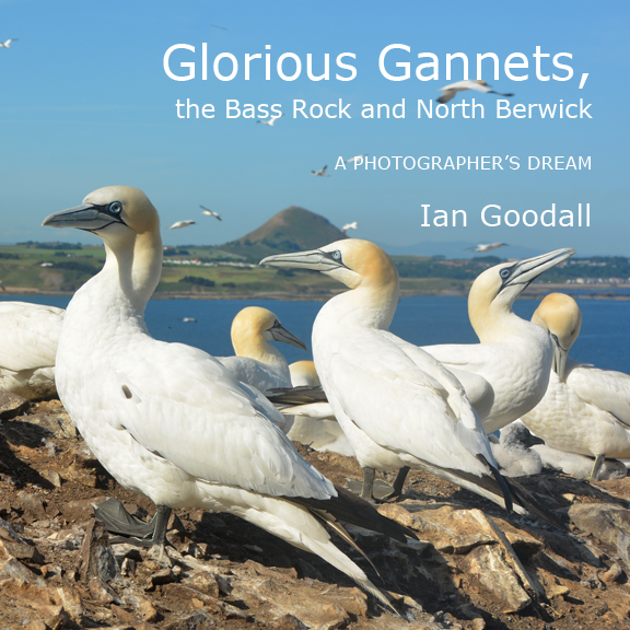 gannets bass-rock-front-576x576